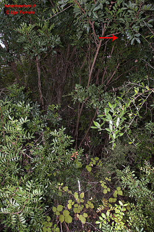 Cyrtophora citricola; Argyrodes sp.